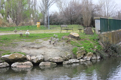 Alopochen aegyptiaca