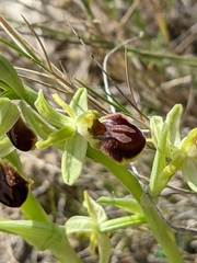 Ophrys sphegodes massiliensis