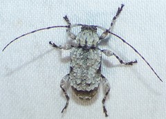 Leptostylus asperatus