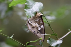 Charaxes xiphares xiphares