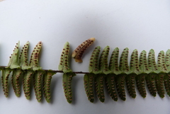 Polypodiineae