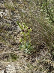 Ophrys sphegodes massiliensis