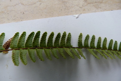 Polypodiineae