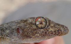 Elasmodactylus tetensis