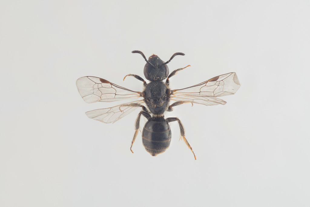 Tufted Furrow Bee