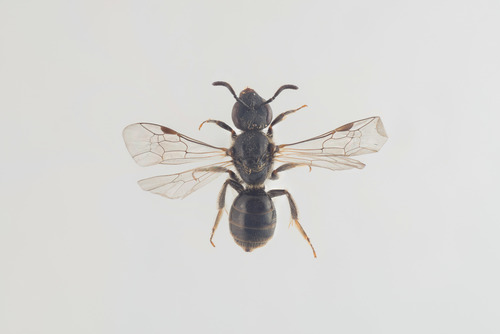 Tufted Furrow Bee