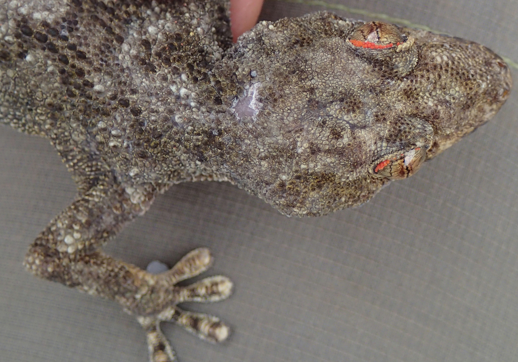 Tete Thick-Toed Gecko