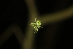 Cryptaranea atrihastula