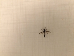 Salpingogaster