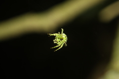 Cryptaranea atrihastula