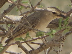Bradornis microrhynchus