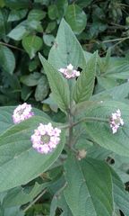 Lantana trifolia