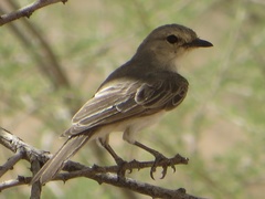 Bradornis microrhynchus