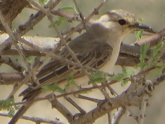 Bradornis microrhynchus
