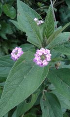Lantana trifolia