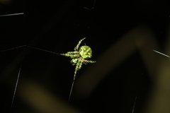 Cryptaranea atrihastula