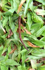 Haemadipsa zeylanica