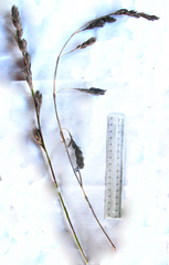 Thamnochortus fruticosus