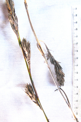 Thamnochortus fruticosus