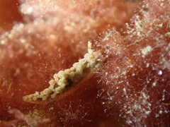 Aegires punctilucens