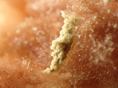 Aegires punctilucens