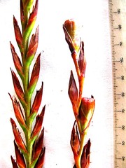 Watsonia knysnana