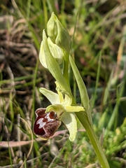 Ophrys sphegodes massiliensis