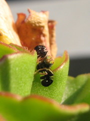 Aciura coryli