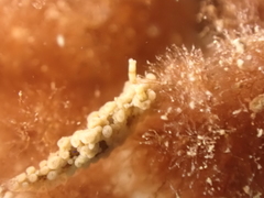 Aegires punctilucens