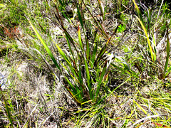 Watsonia knysnana