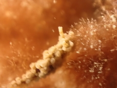 Aegires punctilucens