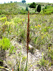 Watsonia knysnana