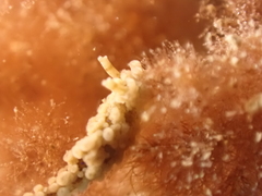 Aegires punctilucens