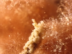 Aegires punctilucens