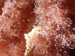 Aegires punctilucens