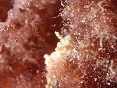 Aegires punctilucens