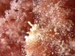 Aegires punctilucens