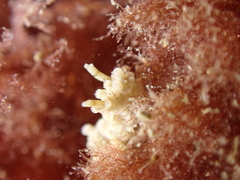 Aegires punctilucens