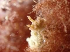 Aegires punctilucens