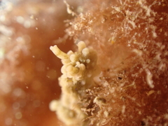 Aegires punctilucens