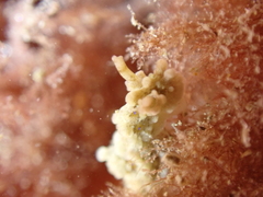 Aegires punctilucens