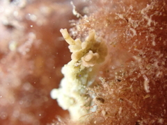 Aegires punctilucens