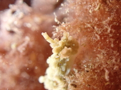 Aegires punctilucens