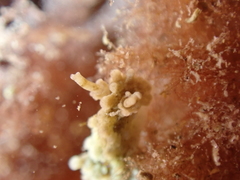 Aegires punctilucens