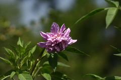 Dahlia excelsa
