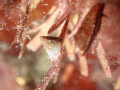 Jujubinus exasperatus