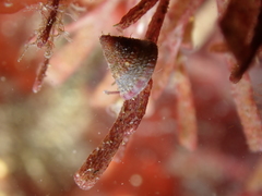 Jujubinus exasperatus