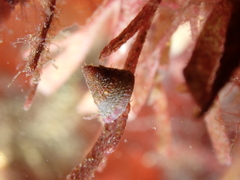 Jujubinus exasperatus