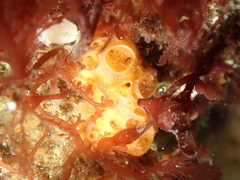 Hemimycale columella