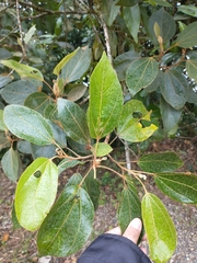 Alchornea